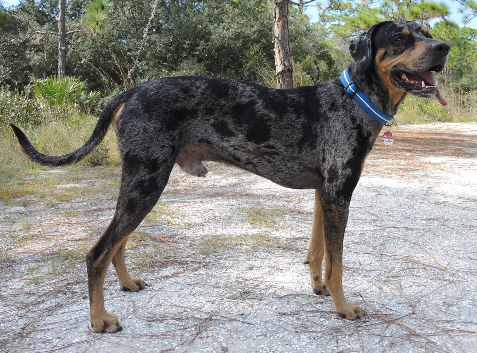 Janeen's Catahoula Leopard Dog Rescue 