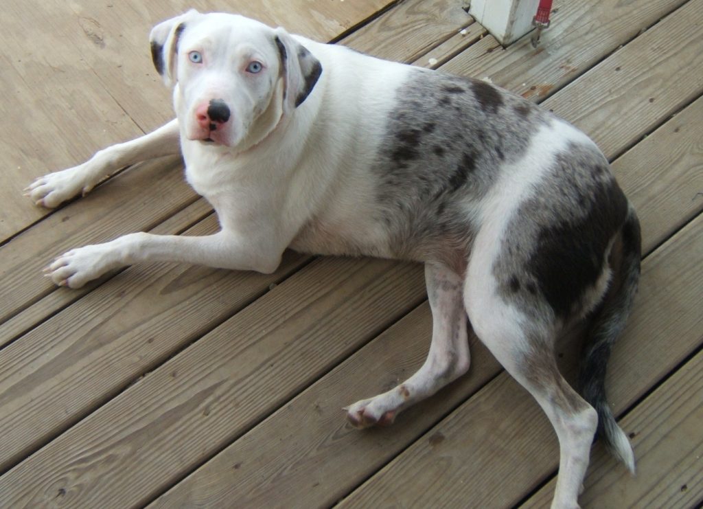 This young Catahoula should lose some weight for optimum health. Photo by Mike Allen via CC BY-SA 2.0 