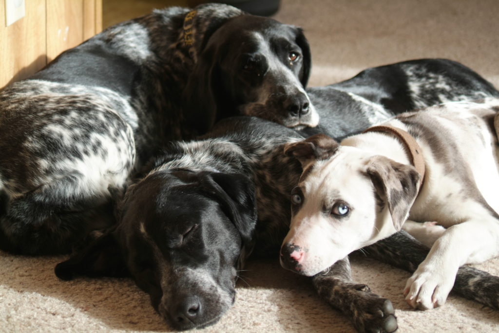 Moe (left) cuddling with Dyna (middle) and foster pup Lucy in 2007.