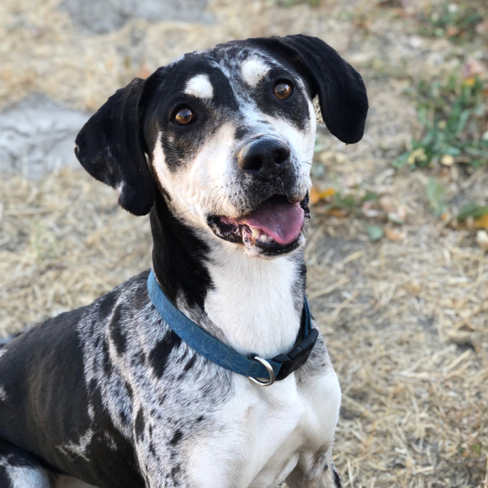 Janeen's Catahoula Leopard Dog Rescue | Available Dogs