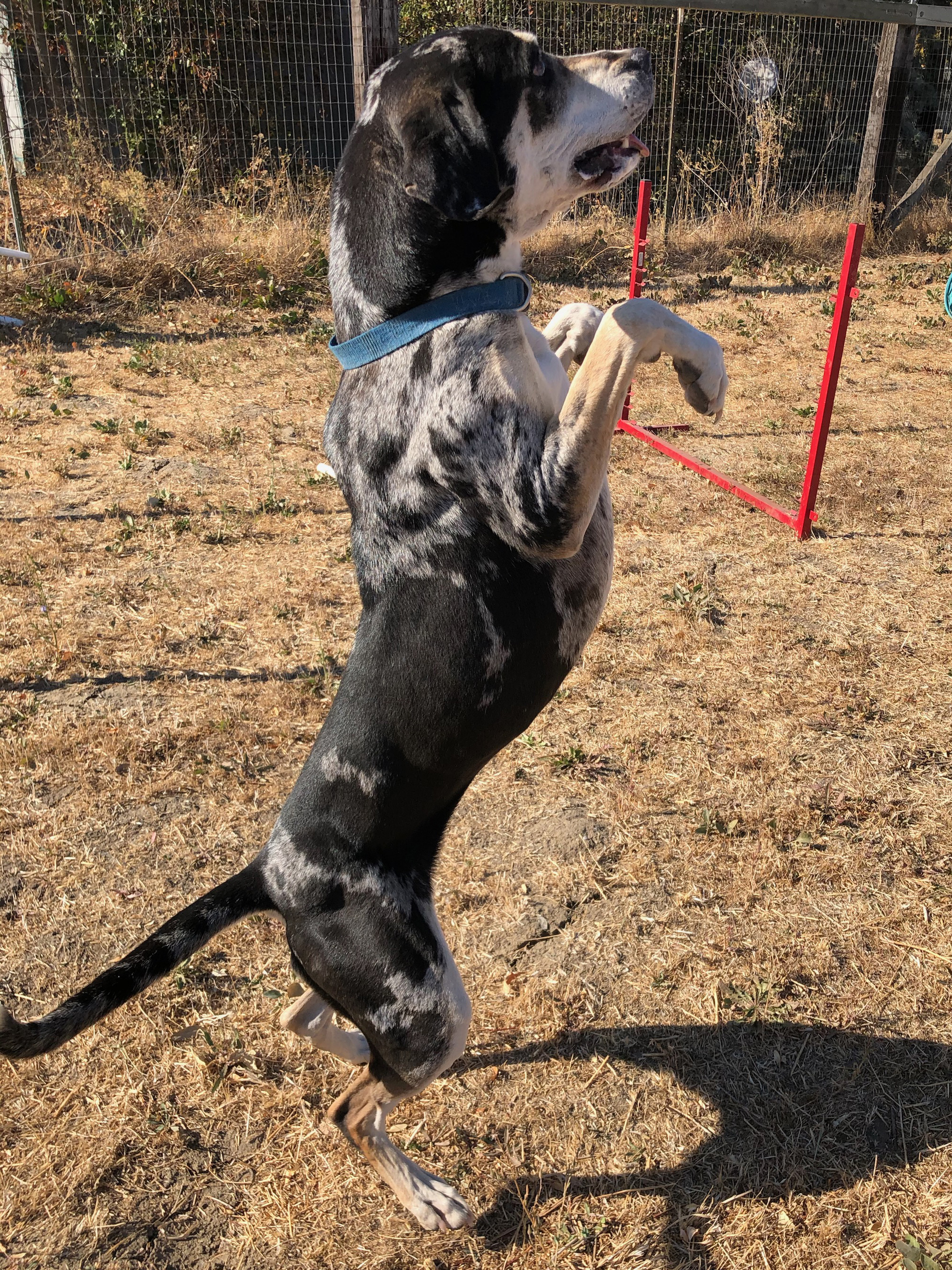 Janeen's Catahoula Leopard Dog Rescue Pink (California)